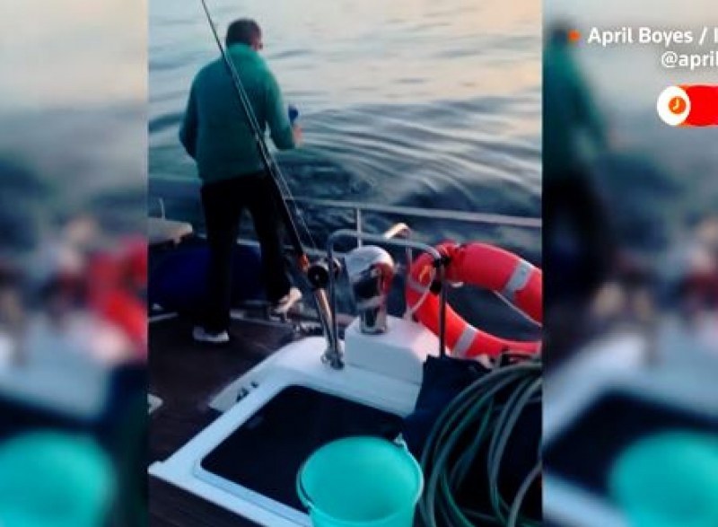 Косатки нападнаха лодка в Испания, нанесоха ѝ сериозни щети