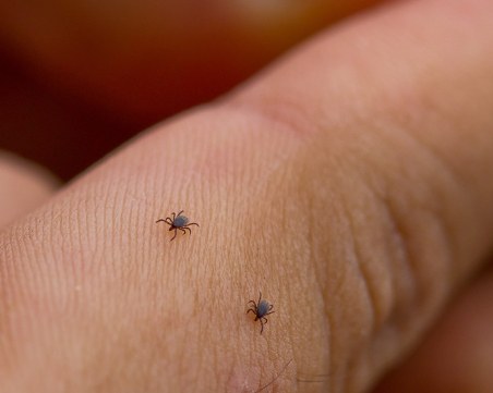 Кантарджиев: Случаите на ухапани от кърлежи се увеличават