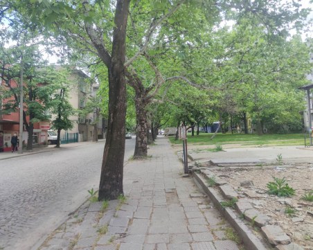 Обмислят старт на разширението на ул. „Царевец”, спасяват вековните чинари край улицата