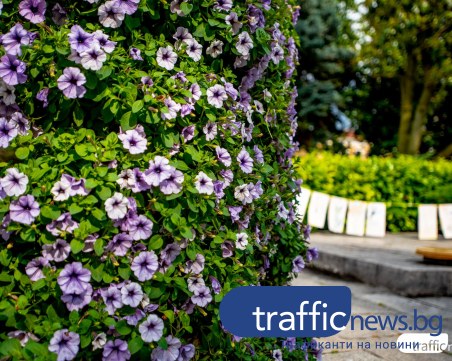 Проф. Рачев: Лятото ще започне около 8-10 юни