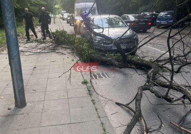 Дърво е паднало върху лек автомобил на бул Шести септември