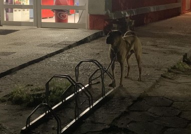 За самотно куче пред хипермаркет в Пловдив сигнализираха потребители във
