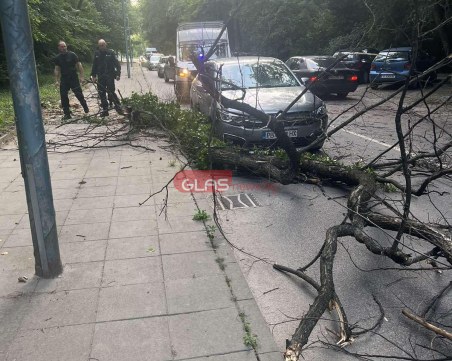 Дърво се сгромоляса над автомобил до Гребната база в Пловдив