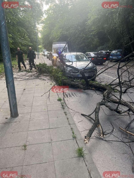 Дърво се сгромоляса над автомобил до Гребната база в Пловдив
