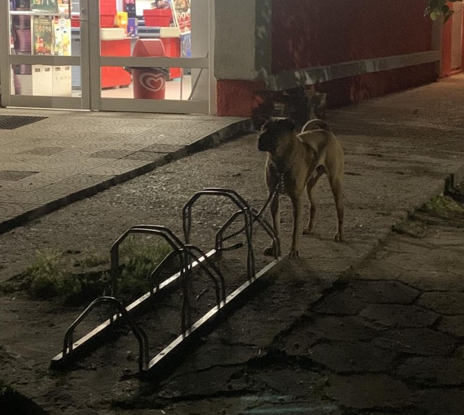 Самотно куче чака вързано пред хипермаркет в Пловдив