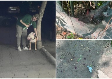 Среднощен инцидент с кучета вдигна на крак защитници на животни