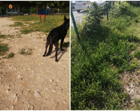 Месец по-късно: Кучешка площадка в центъра на Пловдив продължава да е тотално занемарена