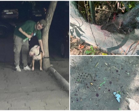 Пловдивчанка издирва мъж, насъсквал питбула си да разкъса домашно куче в Тракия
