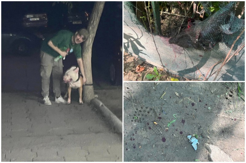 Пловдивчанка издирва мъж, насъсквал питбула си да разкъса домашно куче в Тракия