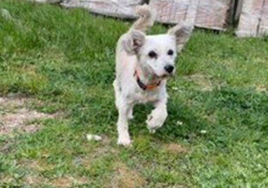 Собственичка на куче от София търси загубения си домашен любимец