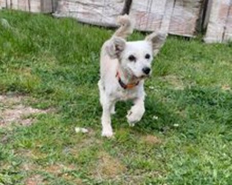 Вижда ли сте кучето Джеси? Изчезна в района на софийския квартал 