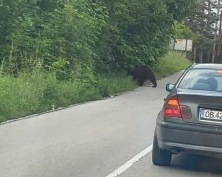 Мече пресече път край Троян, шофьор се доближи опасно близо