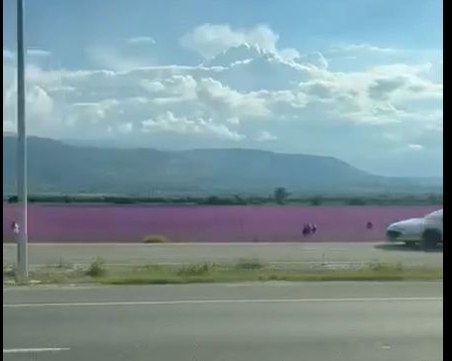 Лилави полета доведоха до навалица на пътя Пловдив – Асеновград