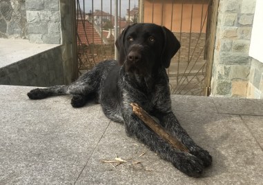 Търси се куче изчезнало в Перущица на 2 юни За