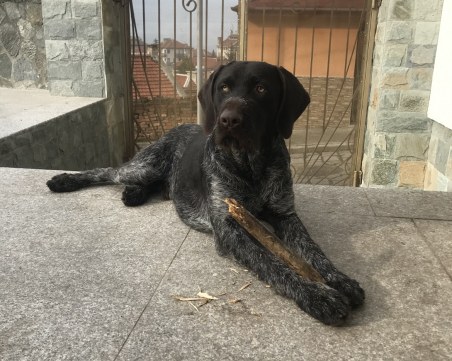 Бари е изчезнал в Перущуца! Някой виждал ли го е?