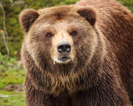 Мечка влезе в мол - падна от балкон