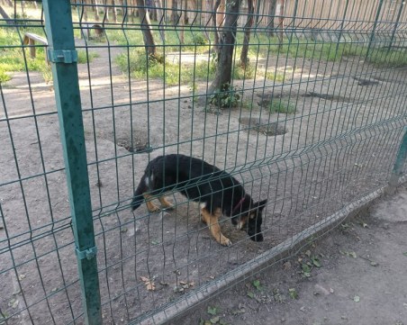 Немска овчарка е изоставена в клетка в Пловдив