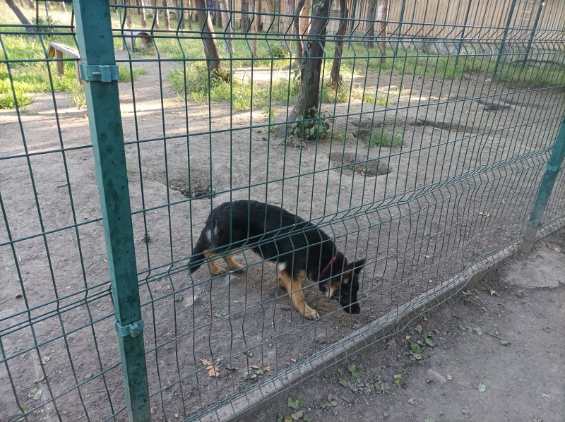 Немска овчарка е изоставена в клетка в Пловдив