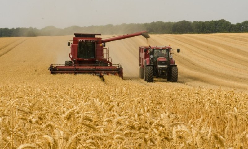 Удължава се забраната за внос на пшеница, царевица и слънчоглед в България