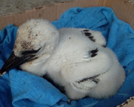 РИОСВ-Пловдив с близо 300 проверки през май, спасили са пет редки животни