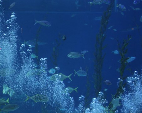 Учени откриха изгубен древен свят на морски микроорганизми