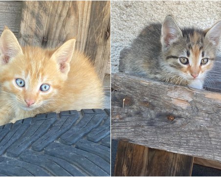 Две малки котета в Пловдив си търсят дом