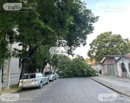 Огромен клон се стовари на улица в центъра на Пловдив, запречи цялото движение