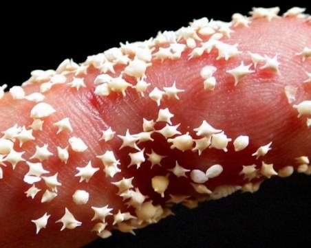 Пясък от звздички - има го само на едно място в света