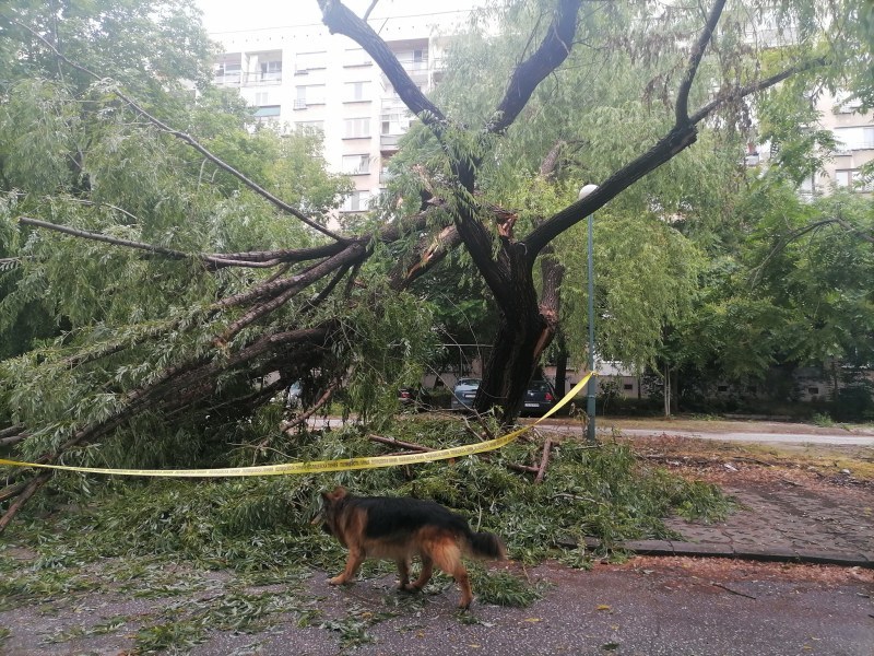 Клон падна върху автомобили в Кършияка