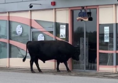 Стадо крави и бикове се озоваха на паркинг в София