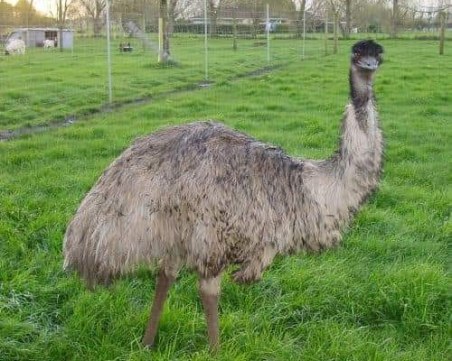 Кучета убиха щраус в конна база край Пловдив, издирва се избягало ему