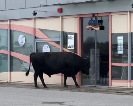 Стадо крави се появи на паркинг в София, една опита да влезе в магазин
