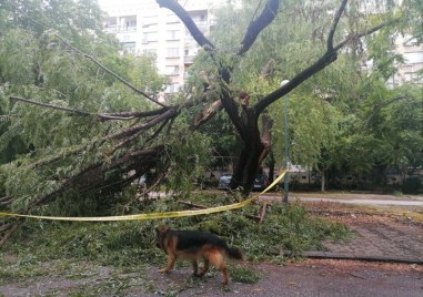 Дърво падна и нарани 13 годишно момиче в София Прочетете ощеИнцидентът е