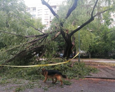 Дърво падна върху 13-годишно момиче в София