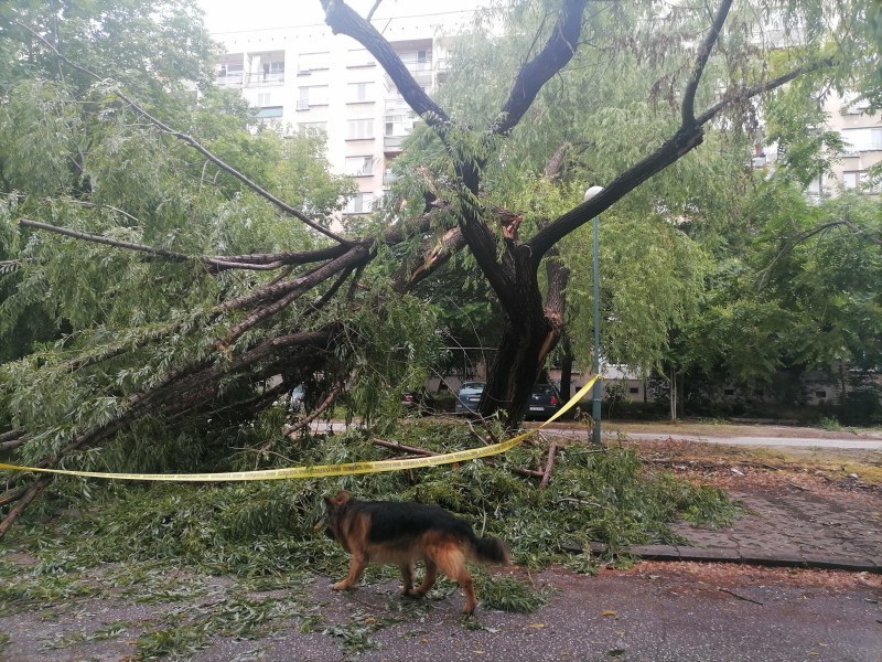 Дърво падна върху 13-годишно момиче в София