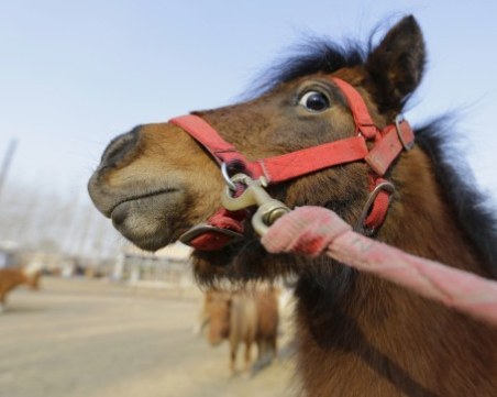 8-годишно дете е в болница след инцидент с кон в Кърджали