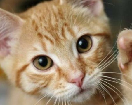 Добра постъпка! Младеж спаси тормозено коте в Пловдив
