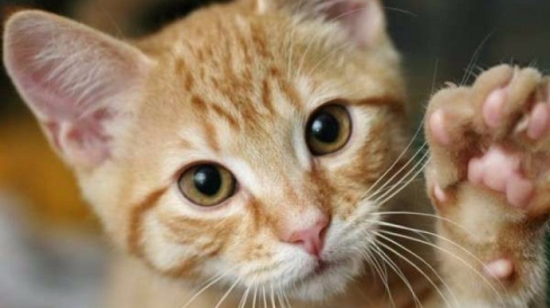 Добра постъпка! Младеж спаси тормозено коте в Пловдив