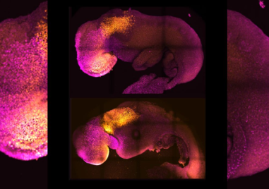 Учени от Великобритания създадоха първия синтетичен човешки ембрионБиляна Боневаот Биляна