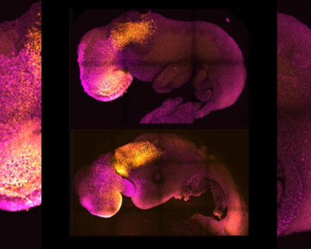 Учени от Великобритания създадоха първия синтетичен човешки ембрион