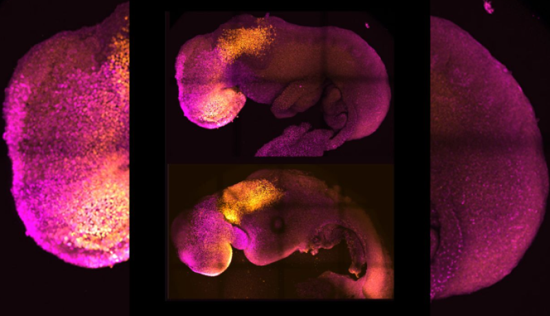 Учени от Великобритания създадоха първия синтетичен човешки ембрион