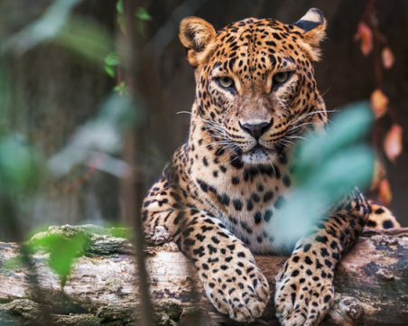 Два са избягалите леопарди от зоопарка в Стара Загора