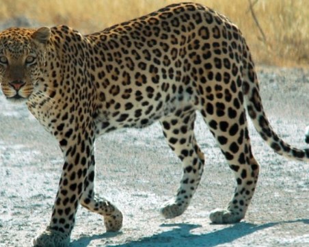 Избягалият леопард Данте от Стара Загора отново е в клетката си