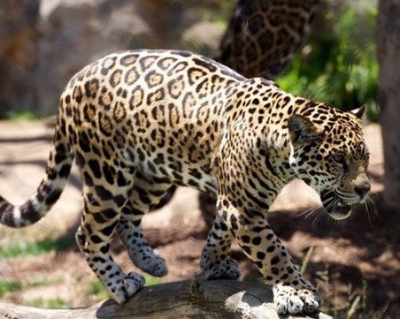 Извънредна ситуация в Стара Загора! Леопард избяга от зоопарка