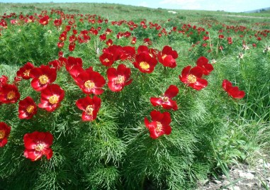 Солена глоба от над десет хиляди долара налага Турция за