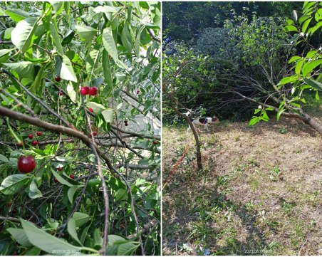 Възмутително! Група тийнейджъри изкорениха вишна в Смирненски