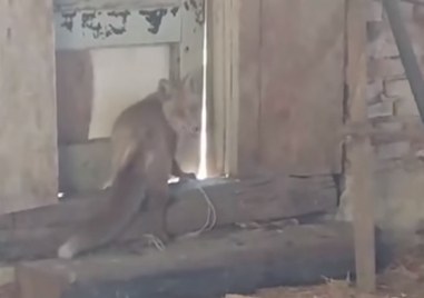Видео на лисица която е залостена от стопанин събра доста