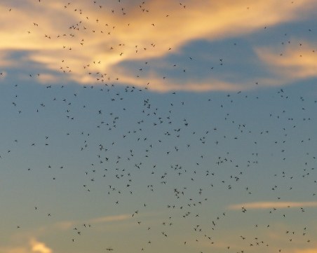 Рояци комари нападат пловдивчани! Общината: Интелигентните хора са наясно защо ги хапят