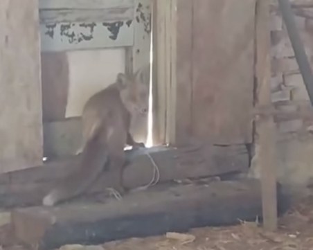 Стопанин залости лисица, която уби птиците му, мъж във Фейсбук с гневен пост