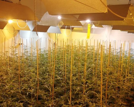 Акция край Пазарджик! Разбиха високотехнологична и добре прикрита оранжерия за марихуана